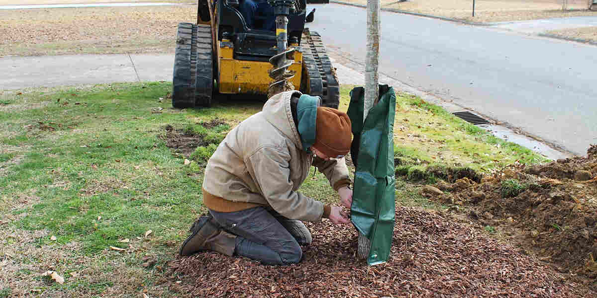 how to straighten a curved tree trunk